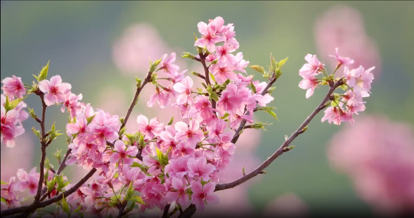 【清風(fēng)傳承】春分：鶯飛草長(zhǎng) 清歌悠揚(yáng)